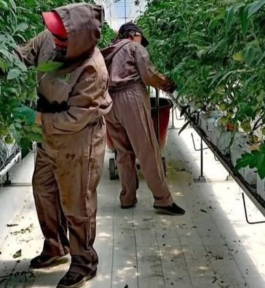 Lavandería industrial para invernaderos